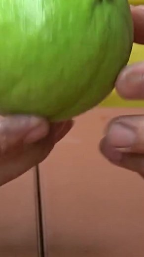 32M views · 714K reactions | Tips For Planting Guava Trees, Simple And Effective With High Yield #gardening #diy | DIY Balcony Garden | Facebook