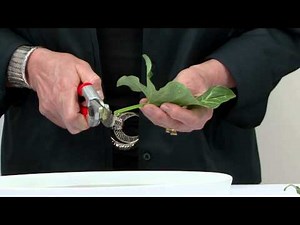 Professional Flower Arranging Using Just a Few Flowers!