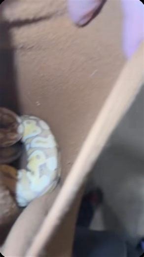 Wesley Jessen | Pebble and Bob for the win. #ballpython #ballpythons #ballpythonmorphs #royal Python #ballpythonsofinstagram #python #pythons #snake... | Instagram