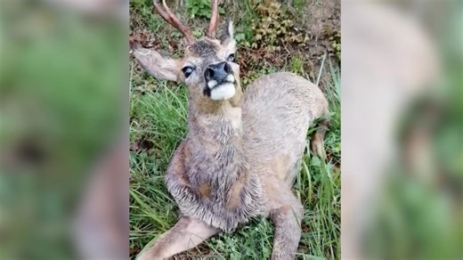 VIDEO. Chevreuils ivres au printemps : comment expliquer ce phénomène ?