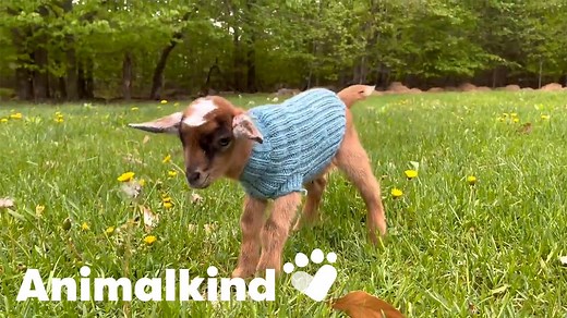 60 joyful baby goats have a pajama party