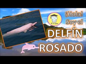 HOLA! SOY EL DELFIN ROSADO