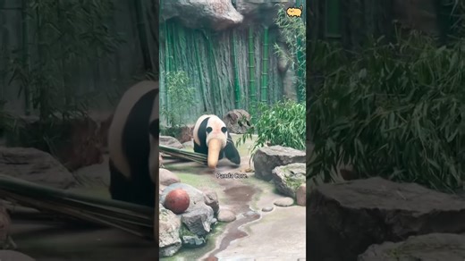 Panda compilation