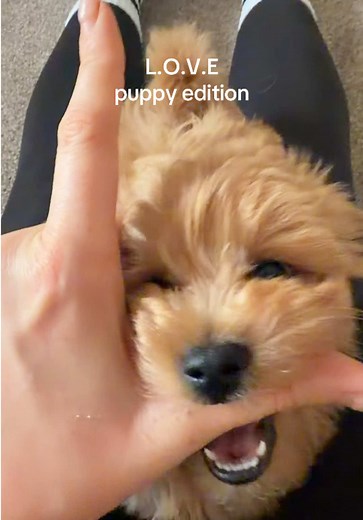 The Adorable Struggles of a Maltipoo Puppy