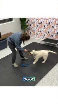 Milo learning how to play tug the right way.