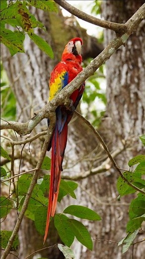 Colorful Parrots Close-Up | Rare Exotic Tropical Parrot Videos USA