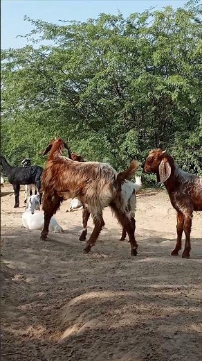 "Funniest Goats Ever 😆 | Crazy Goat Moments That’ll Make You Laugh!"