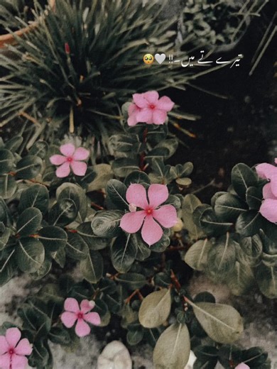 meghna here (@meghna__here)’s videos with original sound - ♡♥︎𝐷𝑎𝑟𝑘 𝐴𝑛𝑔𝑒𝑙♥︎♡