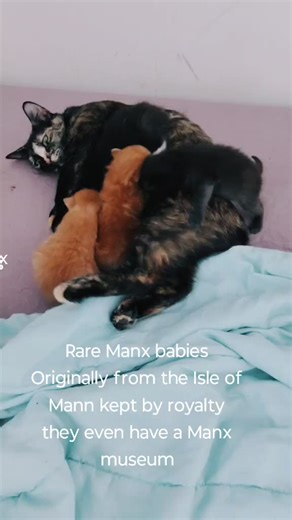 Rare Manx kittens Originaly preferred by Royalty in the Isle of Mann rare to have three ..#creatorsearchinsights #fyp #goals #catsoftiktok