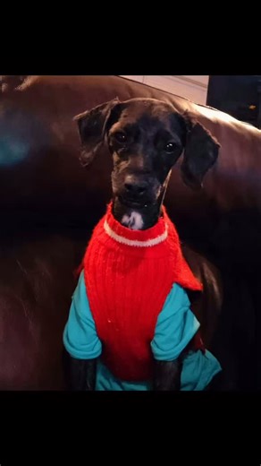 Peace4Paws on Instagram: "Meet Shawn Shawn is a four-year-old black poodle weighing just 12 pounds, and he is ready for a fresh start and the loving life he deserves. He was found fending for himself in an abandoned building in Kentucky, and despite his tough beginning, Shawn has a gentle spirit and a lot of love to give. When Shawn was rescued, his coat was extremely matted and had to be shaved down to a short crew cut. As his fur grows back, expect beautiful, luxurious black curls that will tu