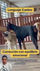 El lenguaje canino y su interpretación es maravillosa porque a través de la observación podemos comprender cómo pueden llegar a comunicarse y como en este caso incluso corregirse. Aprenden de sus interacciones y sus consecuencias ahí radica la importancia de comprender que en la vida hay situaciones en las que deben evitar y resolver de manera que en un futuro eviten comportarse así. #perros #psicologíacanina #etología #conductascaninas #lenguajecanino | El perro Ideal