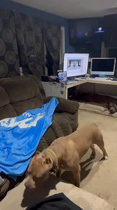 Falling alseep with food infront of my dogs… there’s always that one 😂😂😂 #funny #dog #viral #smile #prank #laugh ￼ | DarkDynastyK9s
