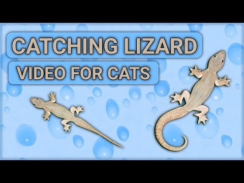 Catching lizard - video for cats | Cat games on screen | Lizard game for cats | Cats playtime