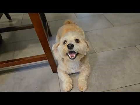 How to Train a Dog to Do Puppy Push-Ups (Sit, Down, & Up) for Engagement/Motivation - Pt. 1