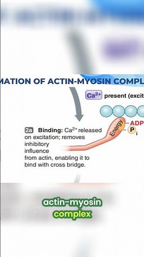 Unlock Muscle Power: The Science of Squats Explained! #shorts