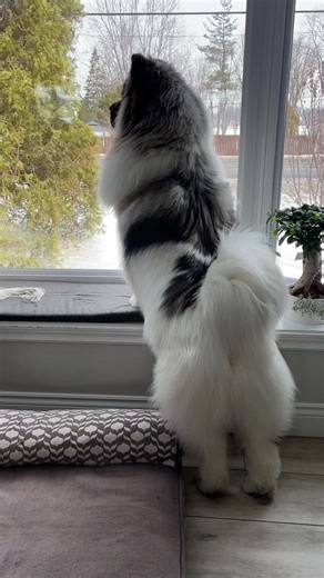 The window is my TV #akita #dogsoftiktok #neighbours #guarddog #surveillance