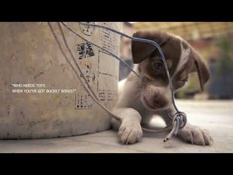 Best Friends | Slow Motion Puppy Cinematic