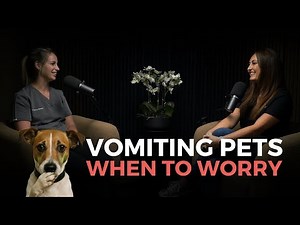 Why is my dog vomiting? A vets no nonsense guide