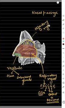 Functional divisions in nasal cavity | Nasal chamber | Vestibule | Respiratory region | Olfaction