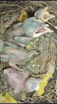 Four Newborn Baby Birds Chirping for Food | Heartwarming Nest Footage"