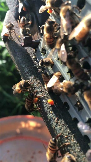 “A Day in the Life of Worker Bees 🐝 | Hive Tasks Explained”