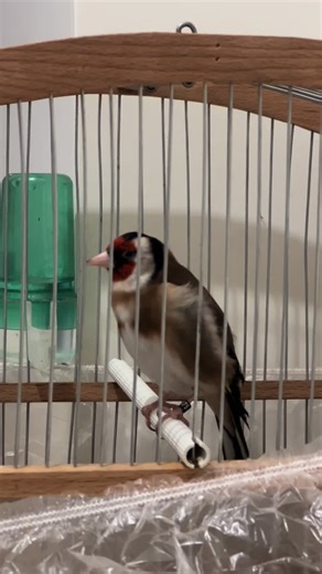 Exploring the Beauty of Goldfinches: Carduelis Species