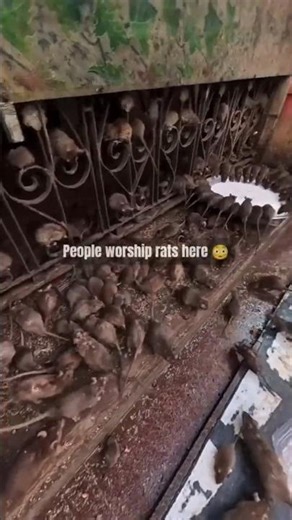 Karni Mata Temple: The Land of Sacred Rats 🐀✨ #shorts #facts #fascinatinginformation