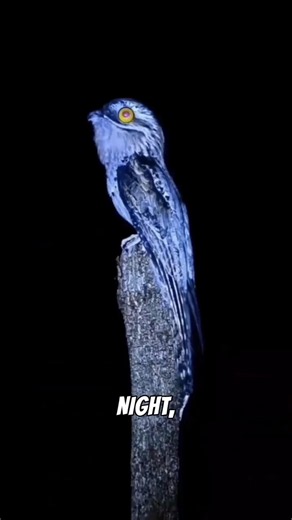 Is This an ALIEN Bird Hiding on Earth? 👽