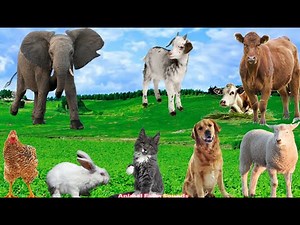 Cute Farm Animals: Sheep, Chicken, Cow, Horse, Dog, Goat - Animal Videos