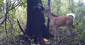 When a Deer Farts in the Woods, Does It Sound Like This?