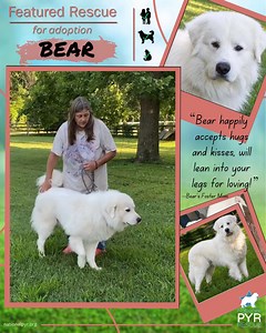 17K views · 636 reactions | A young boy, and purebred pyrenees, Bear...