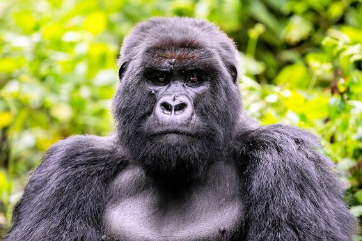 ▷ Gorila » Características, Alimentación, Hábitat, Reproducción, Depredadores