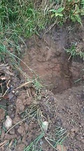 458K views · 1.4K reactions |  How to control the Giant African Snails using Salt. | Akanath Singh - Plant Diagnostic Clinic | Facebook