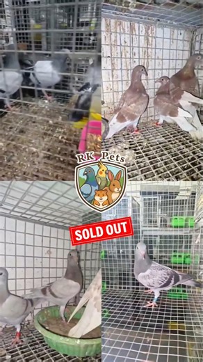 🔥 SOLD OUT Within Hours 😍 | Premium Pigeon Pairs 🕊️ | RK Pets #RKPets #HomerPigeon #PigeonLovers