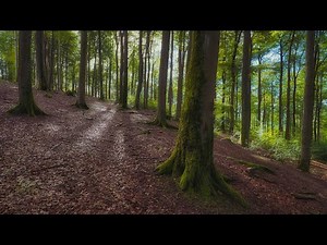🌳 4K - Relaxing Nature Sounds For Stress Relief, Forest Sounds, Bird Song