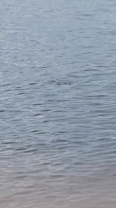 6K views · 176 reactions | Cownose Rays have been observed this week...