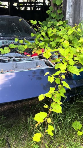 Exploring an Abandoned 1985 Mazda RX-7