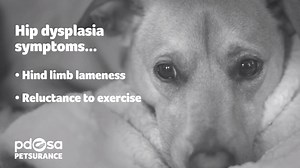 5.2K views · 110 reactions | Hip Dysplasia is a common health problem...