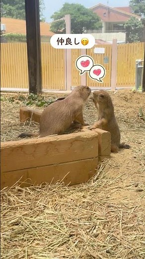 仲が良いのか悪いのか😂真夏のプレーリードッグ【東山動植物園】