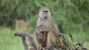 Parental responsibility. baboons live in a communal set up known as a troop and consist of a dominant male and several members consisting of other males females and young ones. however, parenting responsibility lie with the mother who is largely responsible for looking after the babies. Young baboons often hitch a hike on their mothers back during daytime activities. video by Felix Migoya On Safari with Felix MagicalKenya Discover Africa Magazine | Discover Africa Wildlife