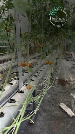 Hydroponic Tomato Plant Full of Fruits | Smart Farming Success