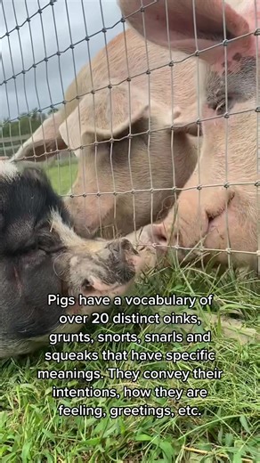 Understanding Pig Movement Language and Umbilical Hernia Treatment