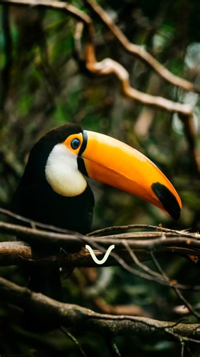 Vitae Empreendimentos on Instagram: "Tukã Home Club uma obra da VITAE by Nature para lhe oferecer vista permanente para a Lagoa da Conceição. #vitaeempreendimentos #designbynature #tukãhomeclub #florianópolis #altopadrão"