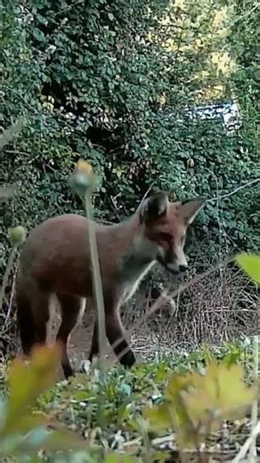 Fox cubs in my garden by day