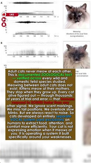 The Incredible Psychology Behind Why Cats Only Meow to Humans