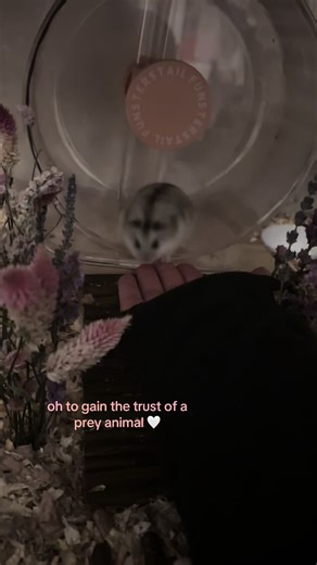 Gaining Your Dwarf Hamster's Trust in Just 2 Months