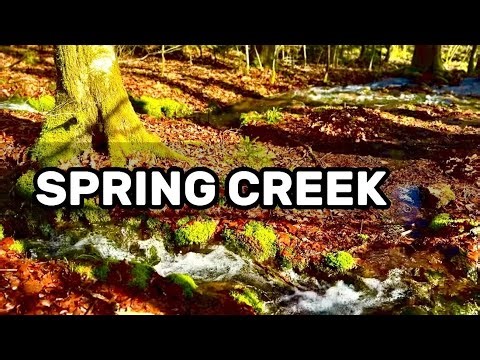 Mountain Spring Creek Sounds with Forest Birds | Deep Calm Nature Ambience | 3 Hours