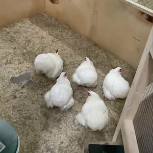 6.3K views · 571 reactions | White Cochin Bantam eggs FOR SALE!✈️ Fresh hatching eggs, maximum 3-4 days old. The fertility is tested.  Shipping is possible to other countries! Please sent me a private message for more information. ✔️ | Martijn’s Cochin & Poultry | Facebook