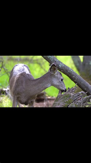 Black-Tail deer Video taken at Effie Yeaw Nature Preserve in Carmichael, California. Photographer: Erik Johnson / Oak Hollow Photography Facebook page: Oak Hollow Photography You can find out more about this subject in the field guide “The Outdoor World of the Sacramento Region” book, page #161. This book is sold at Effie Yeaw’s bookstore. | Effie Yeaw Nature Center