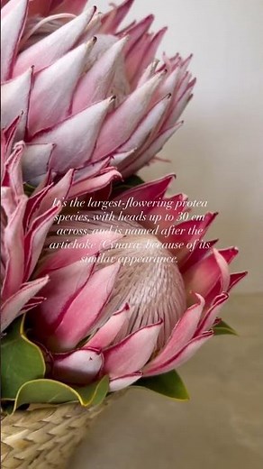 A closer look at the King Protea 🌸